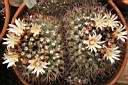 MAMMILLARIA RHODANTHA_FIORI.jpg